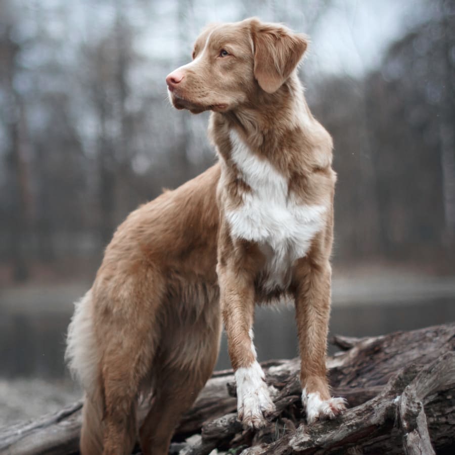 Geriatric Care for Pets, Phenix City