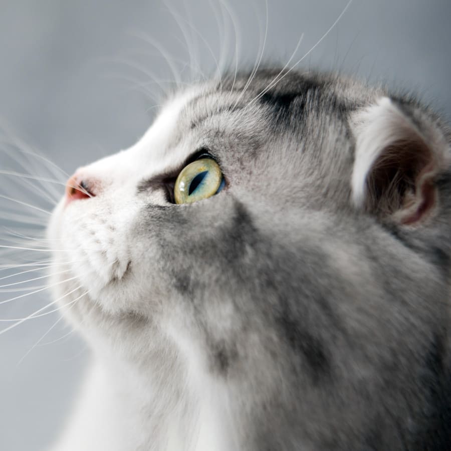 Internal Medicine for Cats & Dogs, Phenix City